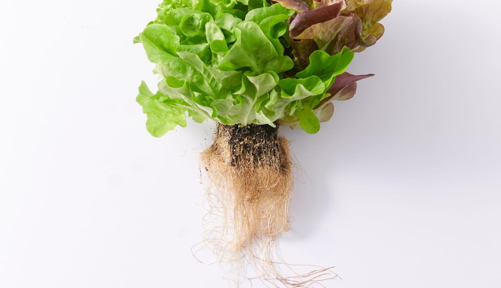 在一株植物中包含三种生菜，有根和土壤。你将收到活的蔬菜。