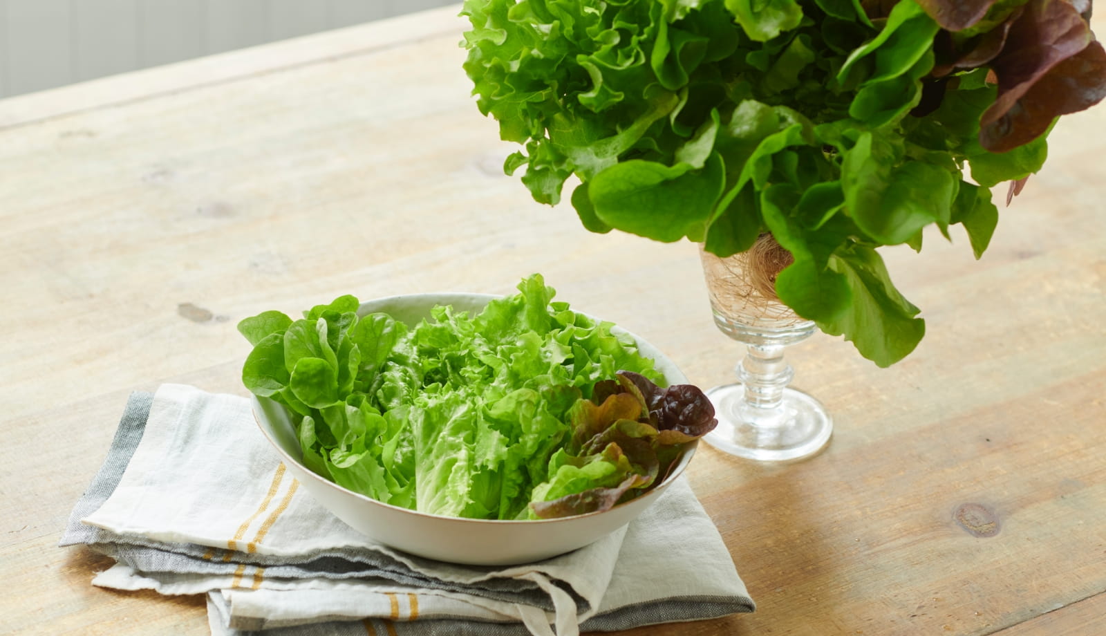 LETTUCE BOUQUET | BUTAIFARM