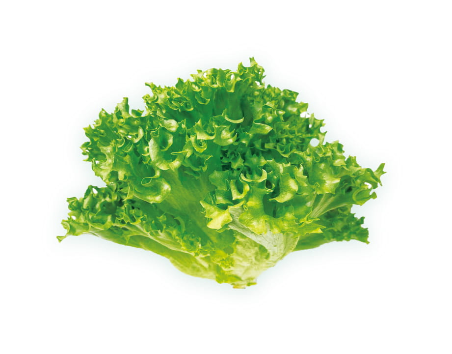 Frilled Lettuce