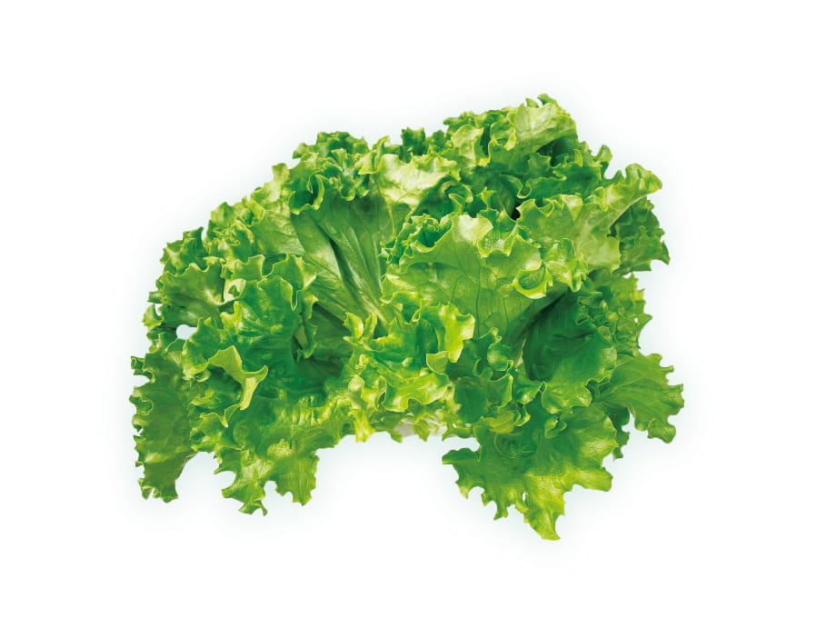 Green leaf lettuce