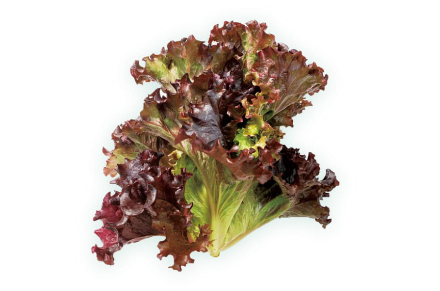 Red Leaf Lettuce