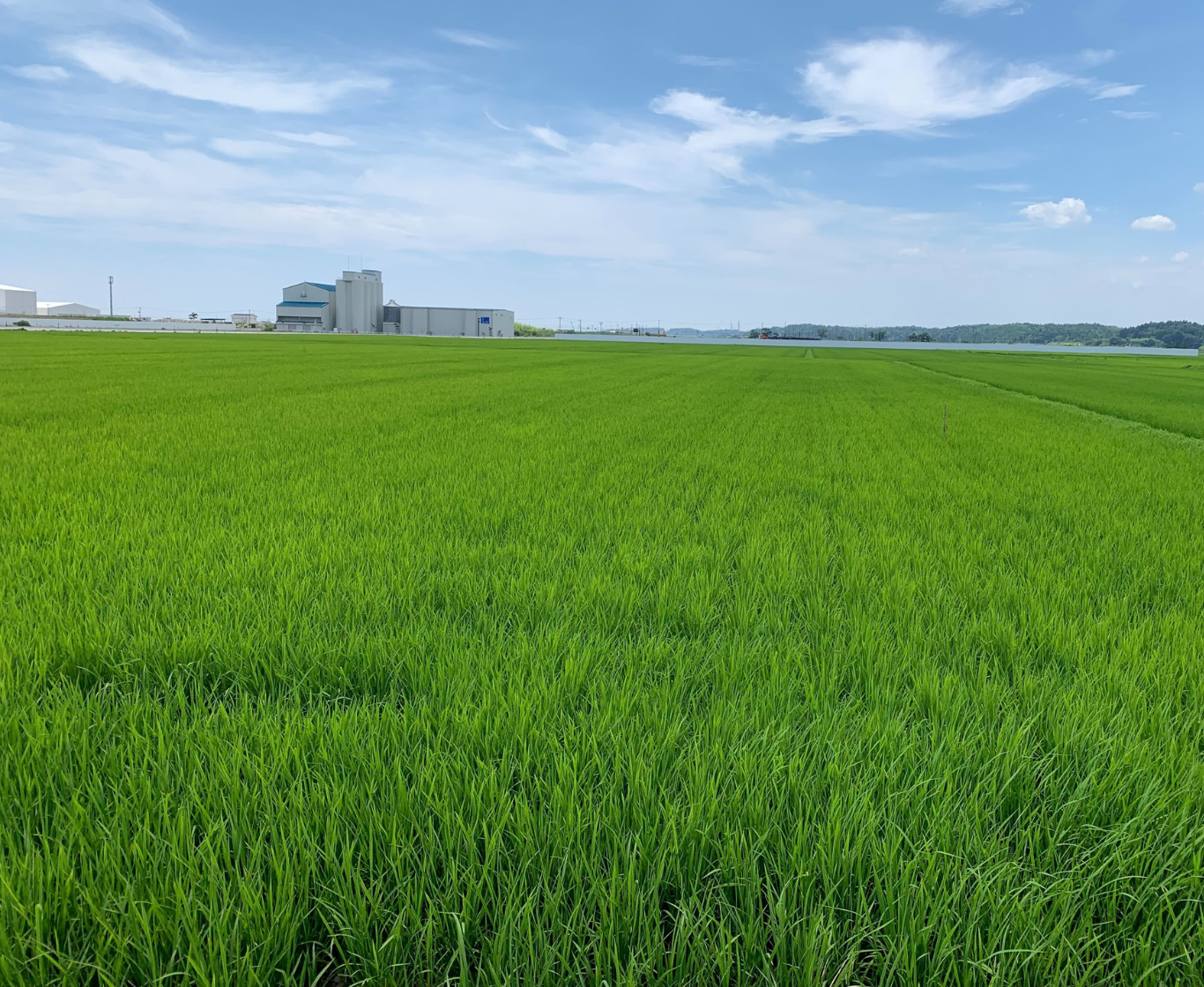 舞台ファーム種もみ生産